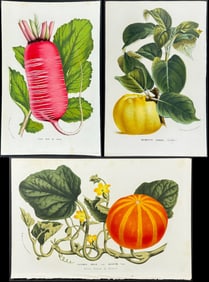 Van Houtte - 4 Fruit Prints