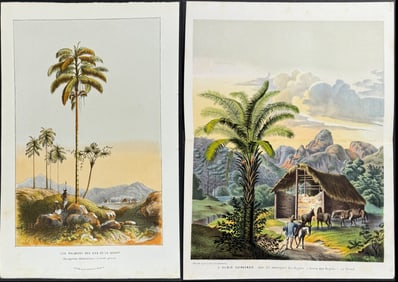 Van Houtte - 4 Palm Prints