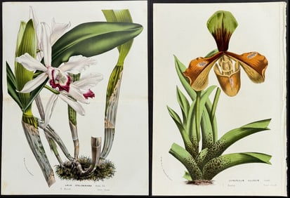 Van Houtte - 6 Orchid Prints