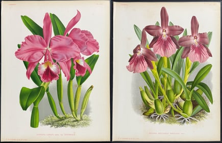 Linden - Pair of Orchid Prints (Cattleya, Miltonia)