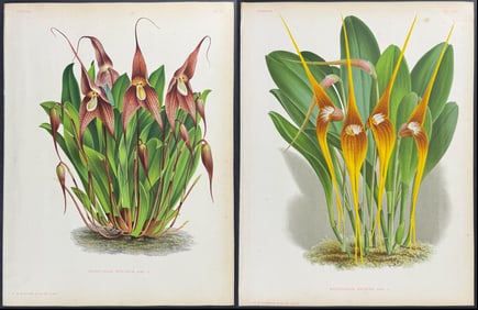 Linden - Pair of Orchid Prints (Masdevallia)