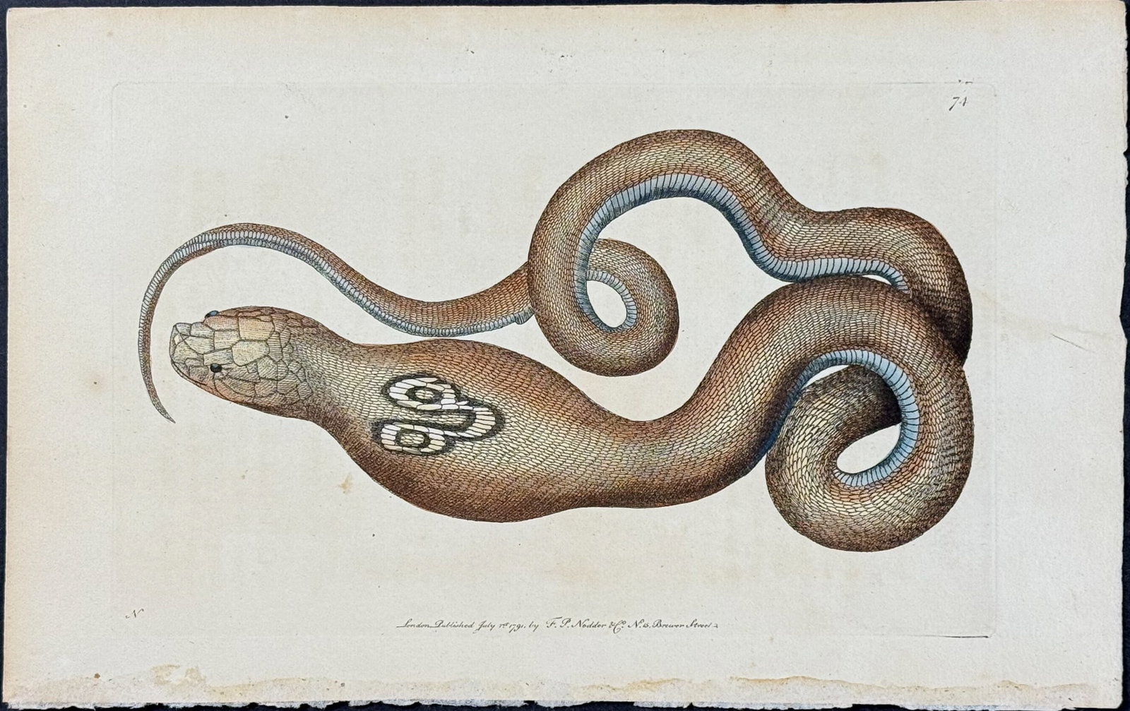 Shaw & Nodder - Spectacle Snake or Cobra de Capello. 74: The Naturalist's Miscellany was a monumental 24-volume work, known for its wide range of birds, reptiles, insects, quadrupeds, sea life, and botanicals. These prints are highly sought after by collect