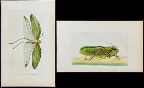 Shaw & Nodder - Pair of Locust Engravings