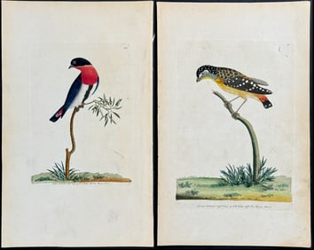 Shaw & Nodder - Pair of Bird Engravings