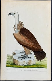 Shaw & Nodder - Alpine Vulture. 141