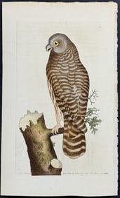 Shaw & Nodder - Clouded Owl. 25