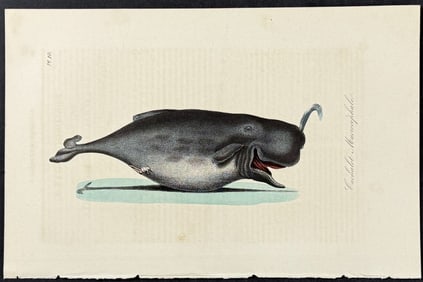 Lacepede - Whale. 10