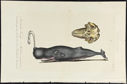 Lacepede - Whale. 13