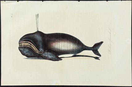 Lacepede - Whale. 1