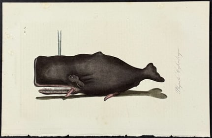 Lacepede - Whale. 14