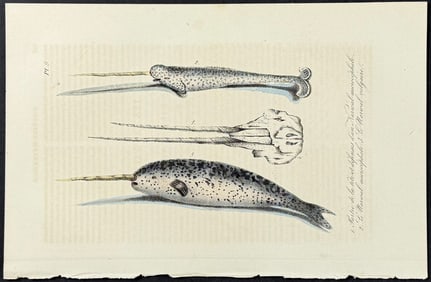 Lacepede - Narwhal Whale. 9