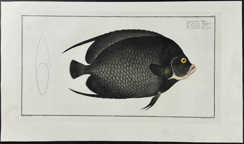 Bloch, Folio - Variegated Angel-Fish - Chaetodon Paru. 197