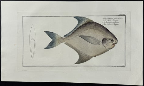 Bloch, Folio - Silver Pampel. 421