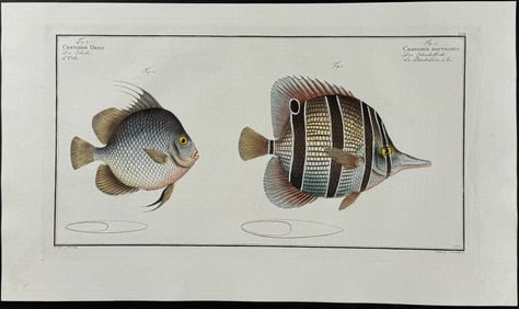Bloch, Folio - Fish - Chaetodon Orbis, C. Rostratus. 202
