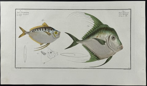 Bloch, Folio - Fish - Zeus Insidiator, Z. Gallus. 192