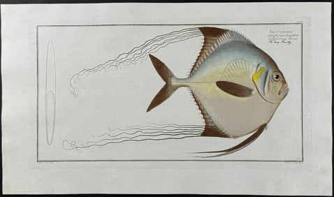 Bloch, Folio - Fish - Zeus Cillaris. 191