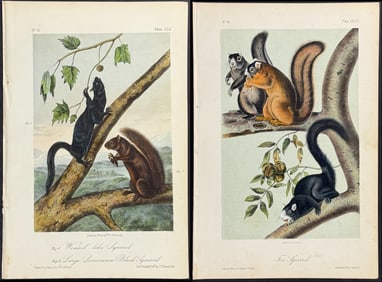 Audubon - 5 Squirrel Lithographs