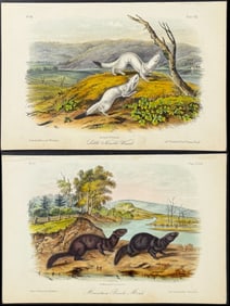 Audubon - 6 Weasel & Mink Lithographs