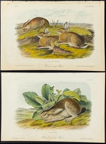 Audubon - 3 Hare Lithographs