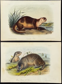 Audubon - 4 Quadruped Lithographs (Marmot, Otter, Sewellel)