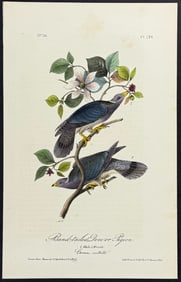 Audubon - Band-tailed Dove or Pigeon. 279