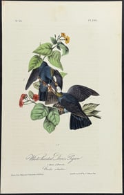 Audubon - White-headed Dove, or Pigeon. 280