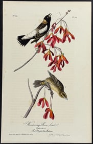 Audubon - Wandering Rice-bird. 211