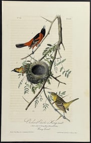 Audubon - Orchard Oriole or Hang-nest. 219