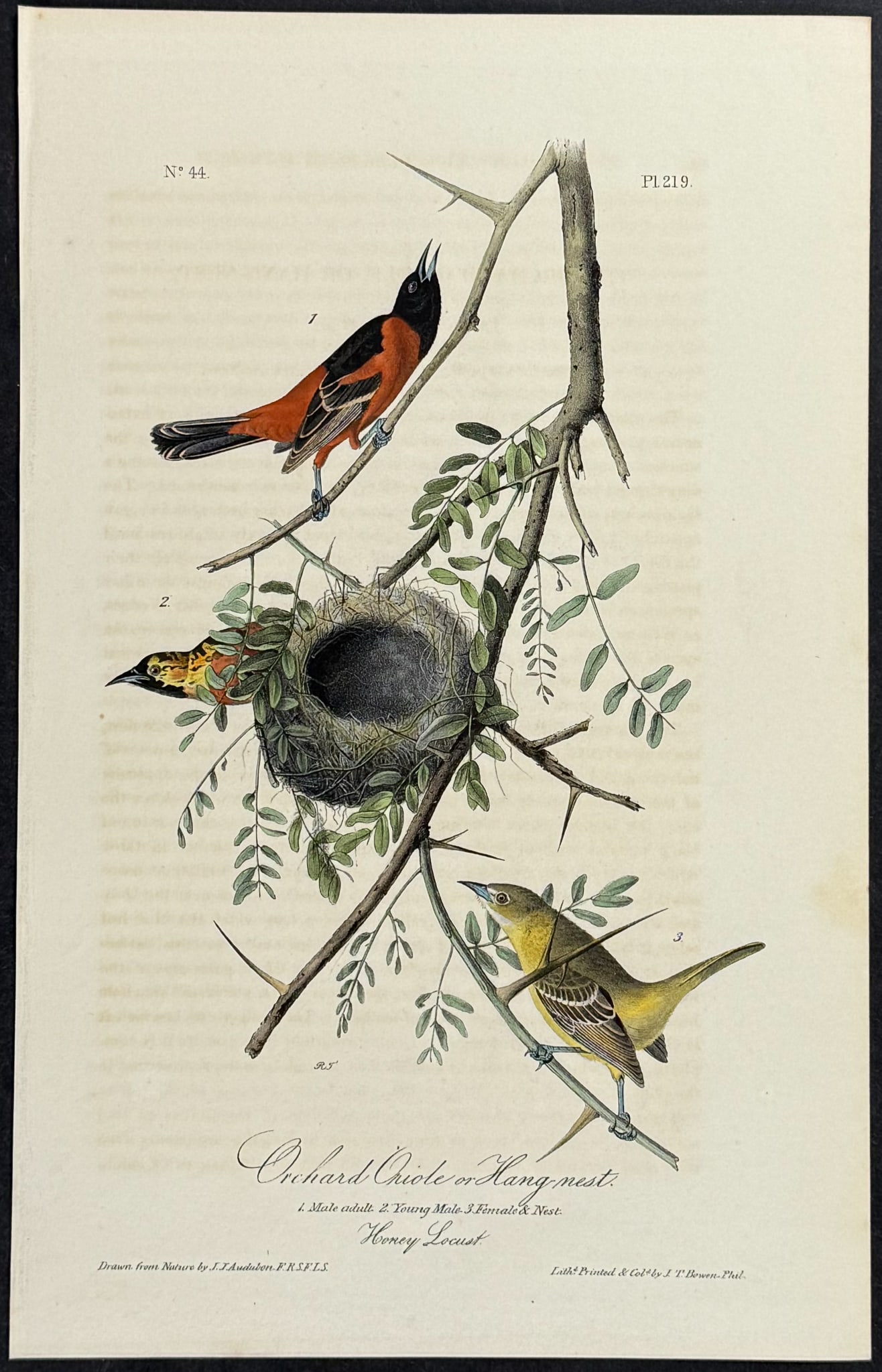Audubon - Orchard Oriole or Hang-nest. 219 (1 of 1)