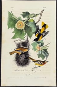 Audubon - Baltimore Oriole, or Hang-nest. 217