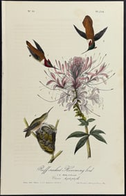 Audubon - Ruff-necked Humming bird. 254