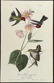 Audubon - Anna Humming Bird. 252
