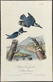Audubon - Belted Kingfisher. 255