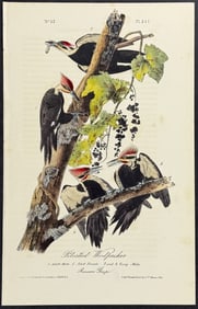 Audubon - Pileated Woodpecker. 257