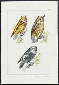 Reichenbach - Owls. 13