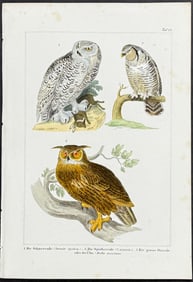 Reichenbach - Owls. 12