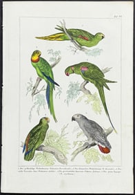 Reichenbach - Parrots. 20