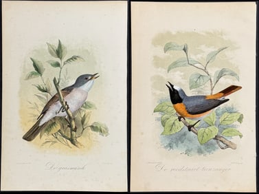 Keulemans - 8 Bird Lithographs