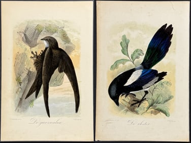 Keulemans - 9 Bird Lithographs