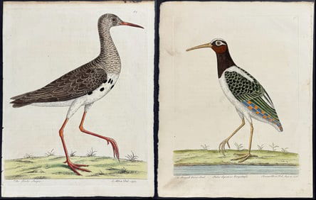 Albin - 8 Bird Engravings