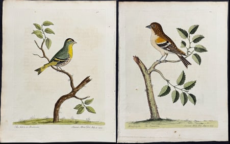 Albin - 13 Bird Engravings