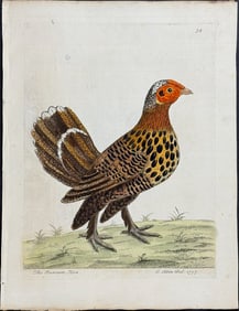 Albin - Bantam Hen or Chicken. 34