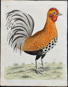 Albin - Hamburg Cock or Rooster. 32