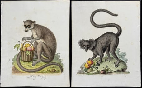 Edwards - Pair of Lemur Engravings