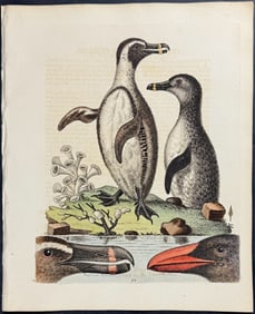 Edwards - Black-Footed Penguins. 94