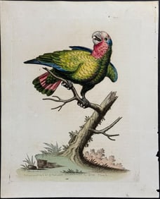 Edwards - White-headed Parrot. 166