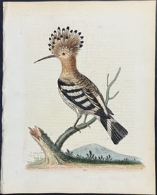 Edwards - Hoopoe. 345