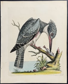 Edwards - American Kingfisher. 115