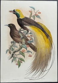 Sharpe & Gould - Great Bird of Paradise; Paradisea apoda