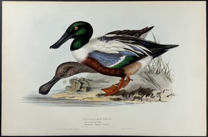 Gould - Shoveller Duck